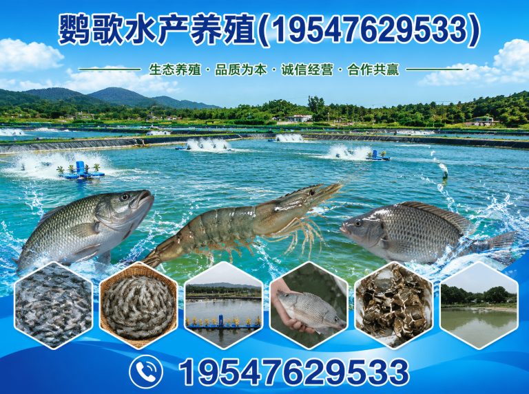 青白江区非洲灰鹦鹉展示图