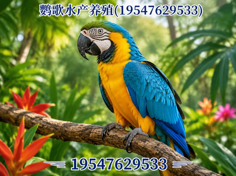 青白江区合规鹦鹉养殖展示图