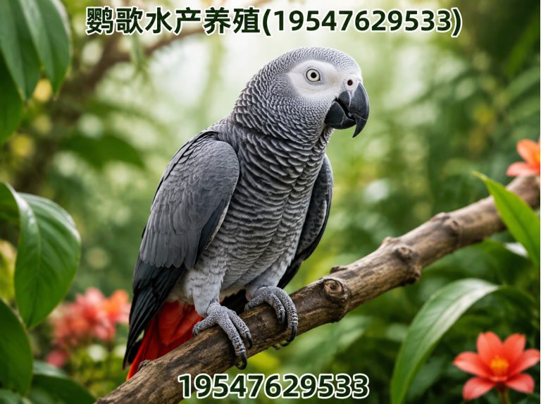 青白江区中大型鹦鹉繁育展示图